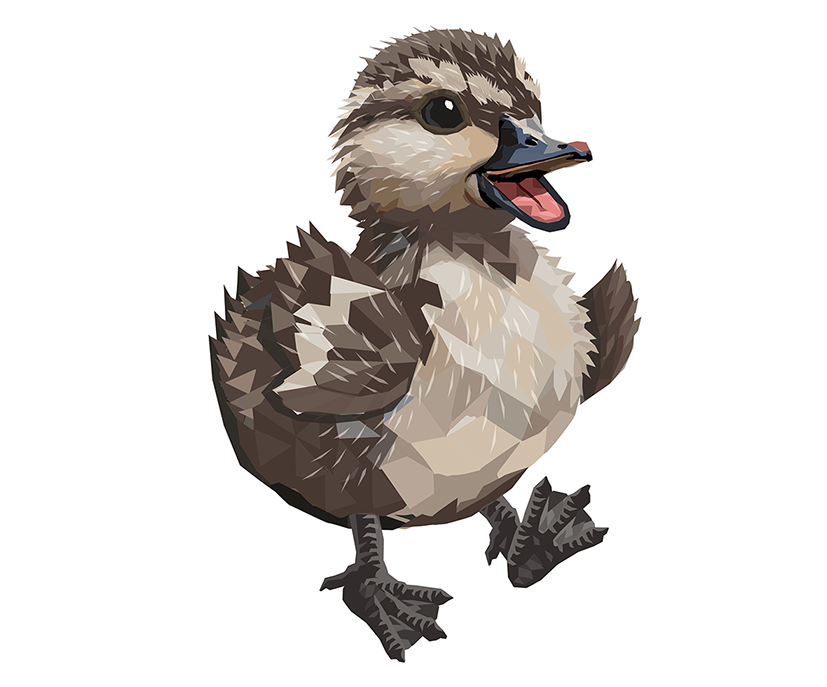 Whio Duck